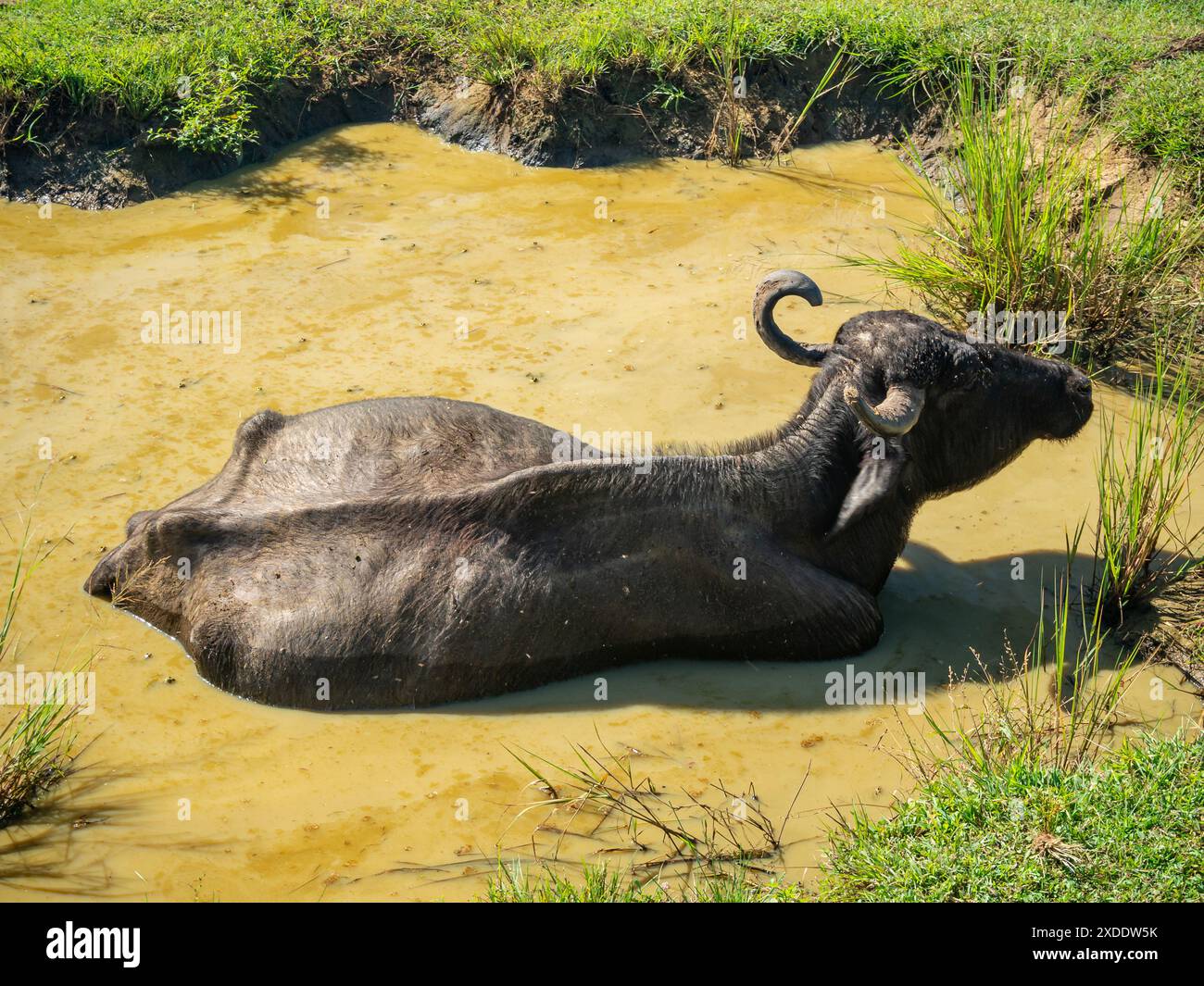 Sri Lanka, Isola di Ceylon - Parco Nazionale di Udawalawe, safari turistico e osservazione degli animali Foto Stock