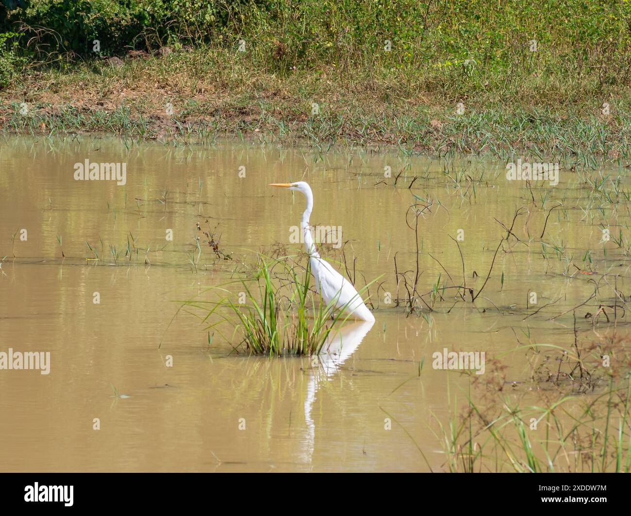 Sri Lanka, Isola di Ceylon - Parco Nazionale di Udawalawe, safari turistico e osservazione degli animali Foto Stock