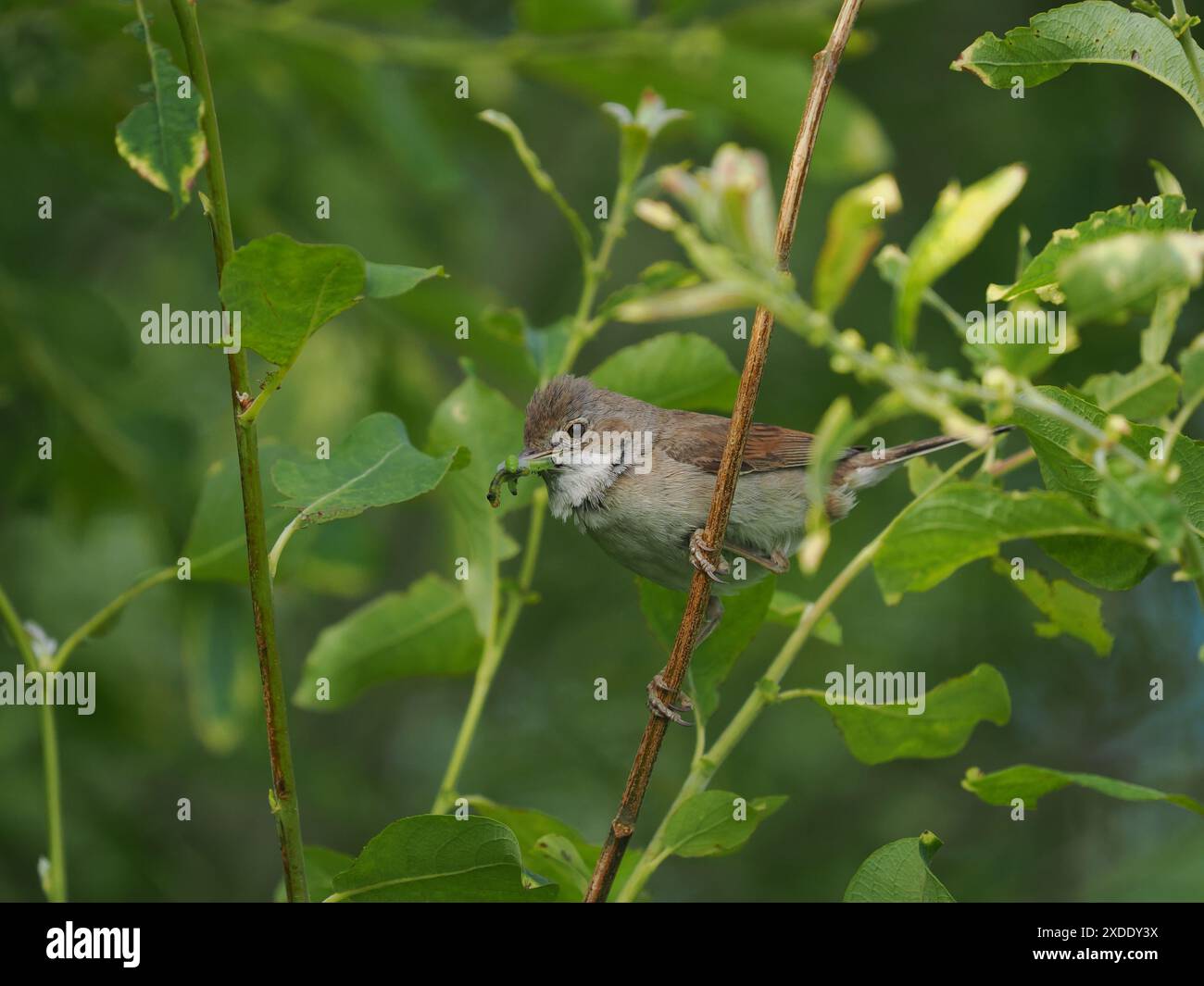 Whitethroat nidificerà in cespugli a bassa densità per scoraggiare i predatori. Foto Stock