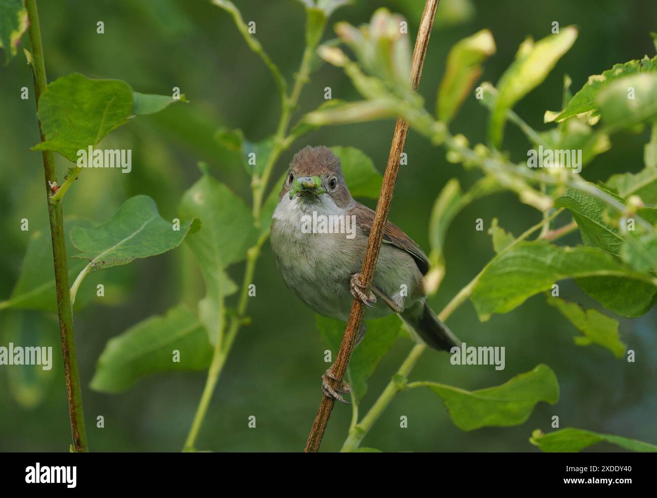Whitethroat nidificerà in cespugli a bassa densità per scoraggiare i predatori. Foto Stock