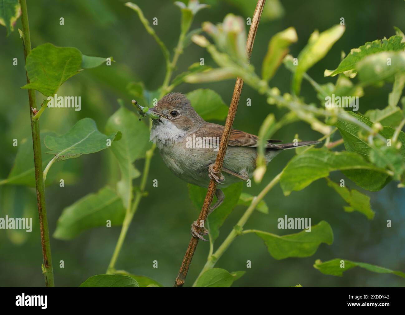 Whitethroat nidificerà in cespugli a bassa densità per scoraggiare i predatori. Foto Stock