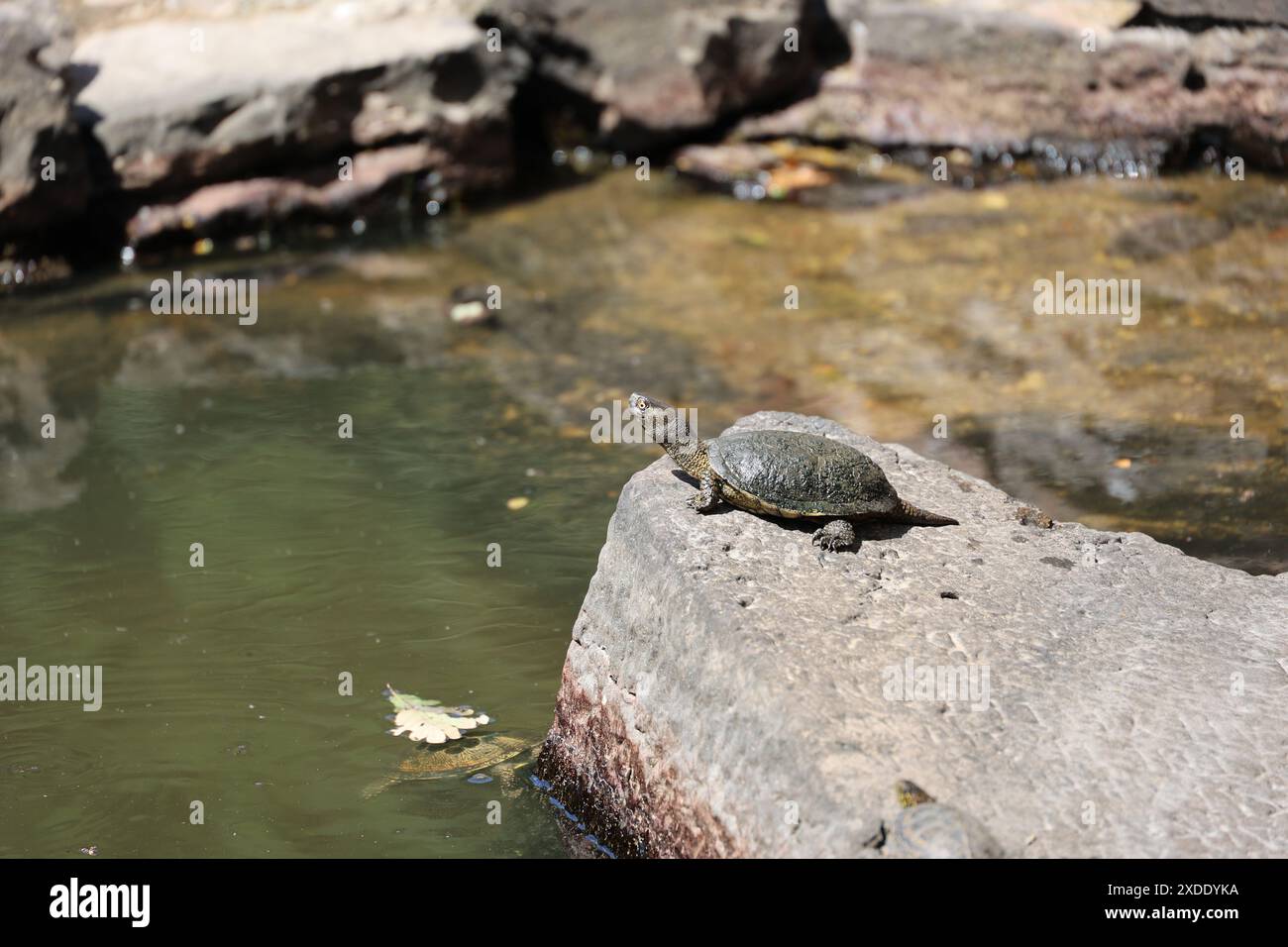Primo piano di una tartaruga d'acqua su una pietra di Butrinto, Albania Foto Stock