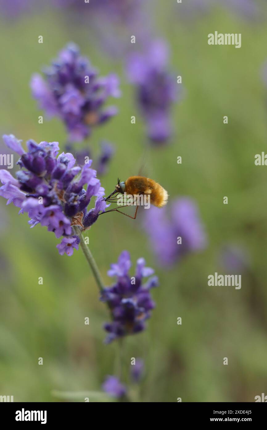 Primo piano di un insetto volante, un grande hoverfly lanoso nel giardino di lavanda Foto Stock
