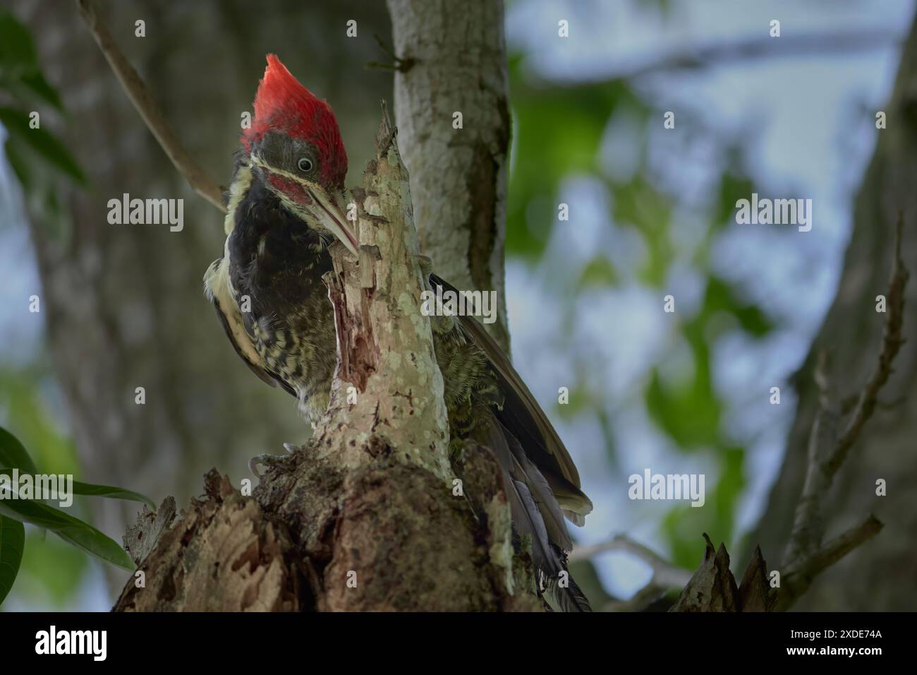 Un picchio con una cresta rossa che picchia un tronco di albero in una foresta Foto Stock