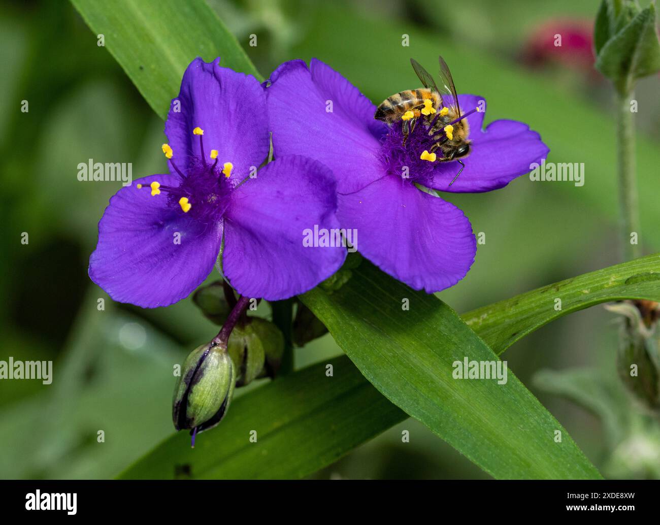 Macro di un'ape di miele apis mellifera seduta su un merscantia virginiana della Virginia Foto Stock