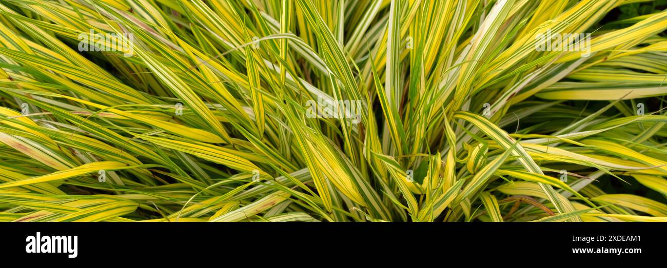 Panorama delle foglie di Hakonechloa macra 'aureola' in un giardino all'inizio dell'estate Foto Stock