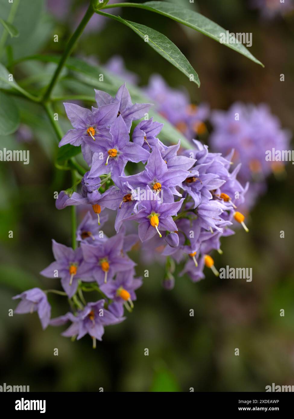 Primo piano di fiori di Solanum crispum 'Glasnevin' in un giardino all'inizio dell'estate Foto Stock