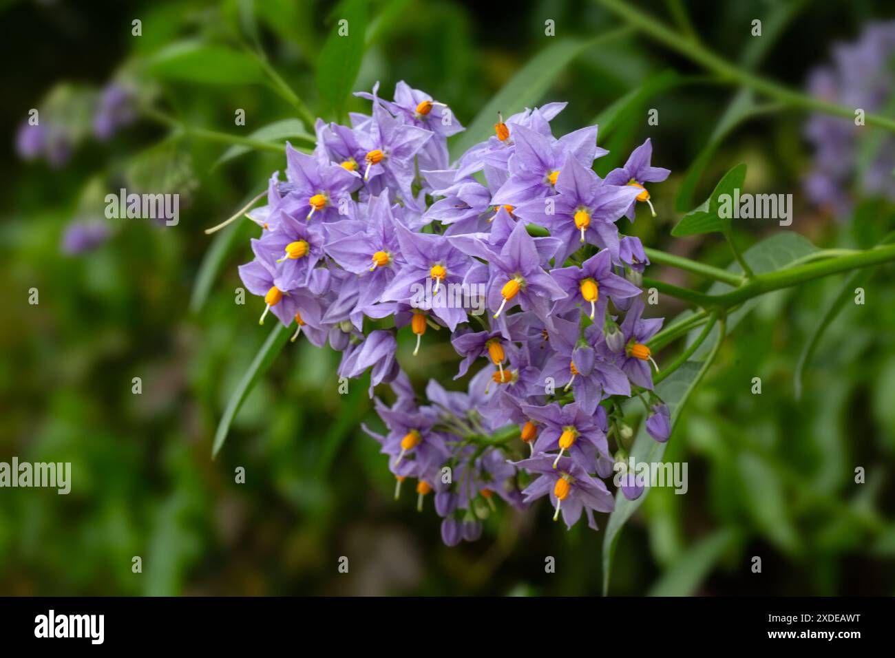 Primo piano di fiori di Solanum crispum 'Glasnevin' in un giardino all'inizio dell'estate Foto Stock