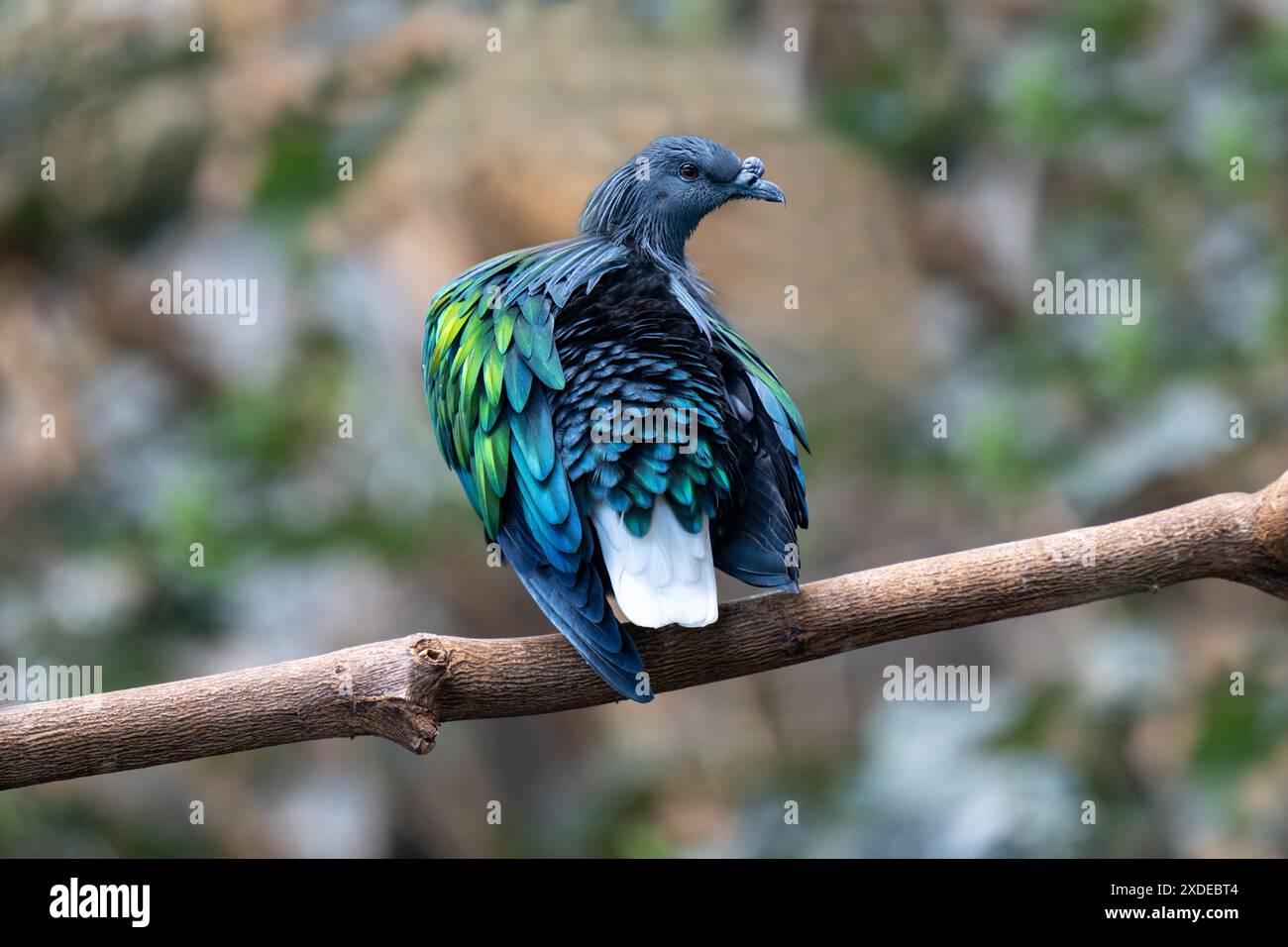 Nicobar Pigeon (Caloenas nicobarica), adulto su albero Foto Stock