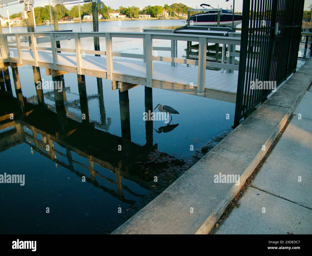 Florida Blue Heron arroccato sotto un molo di legno dall'acqua. Guardando a destra al Coffee Pot Bayou con case, alberi verdi e attracco per le barche sul retro Foto Stock