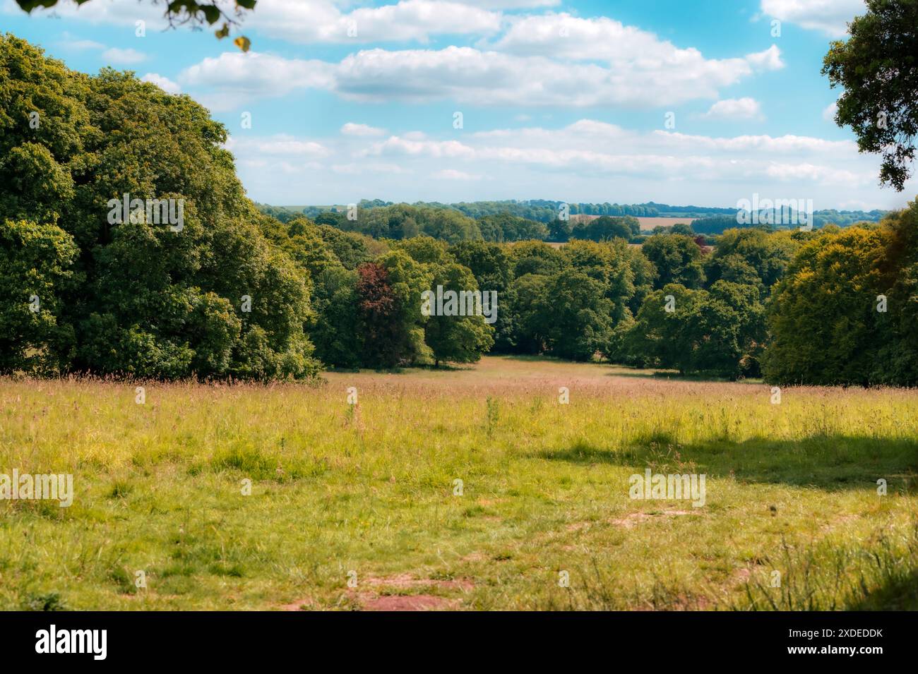 Prato erboso con vista sulle South Downs da Hinton Ampner, Hampshire, Regno Unito Foto Stock