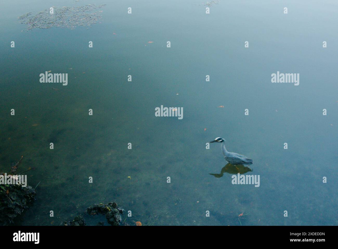 Piccolo e isolato Florida Blue Heron che pagaia in acqua. Guardando a destra al Coffee Pot Bayou acque blu calme con il sole del tramonto e le ombre. Riflessi Foto Stock