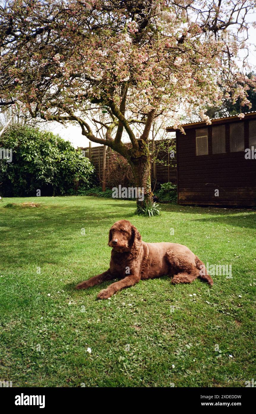 Labradoodle dog, Medstead, Hampshire, Inghilterra, Regno Unito. Foto Stock