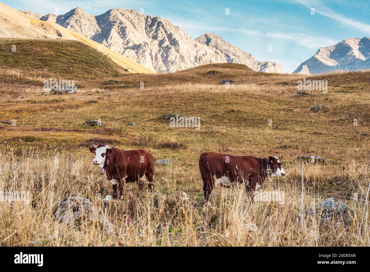 Due grandi mucche valdaostane rosse si riproducono con corna sdraiate e pascolano in un campo di fieno nella foresta alpina in campagna Foto Stock