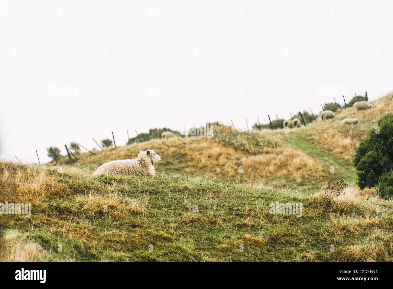 Gregge di pecore che vivono su pascolo di montagna in campagna in nuova Zelanda Foto Stock