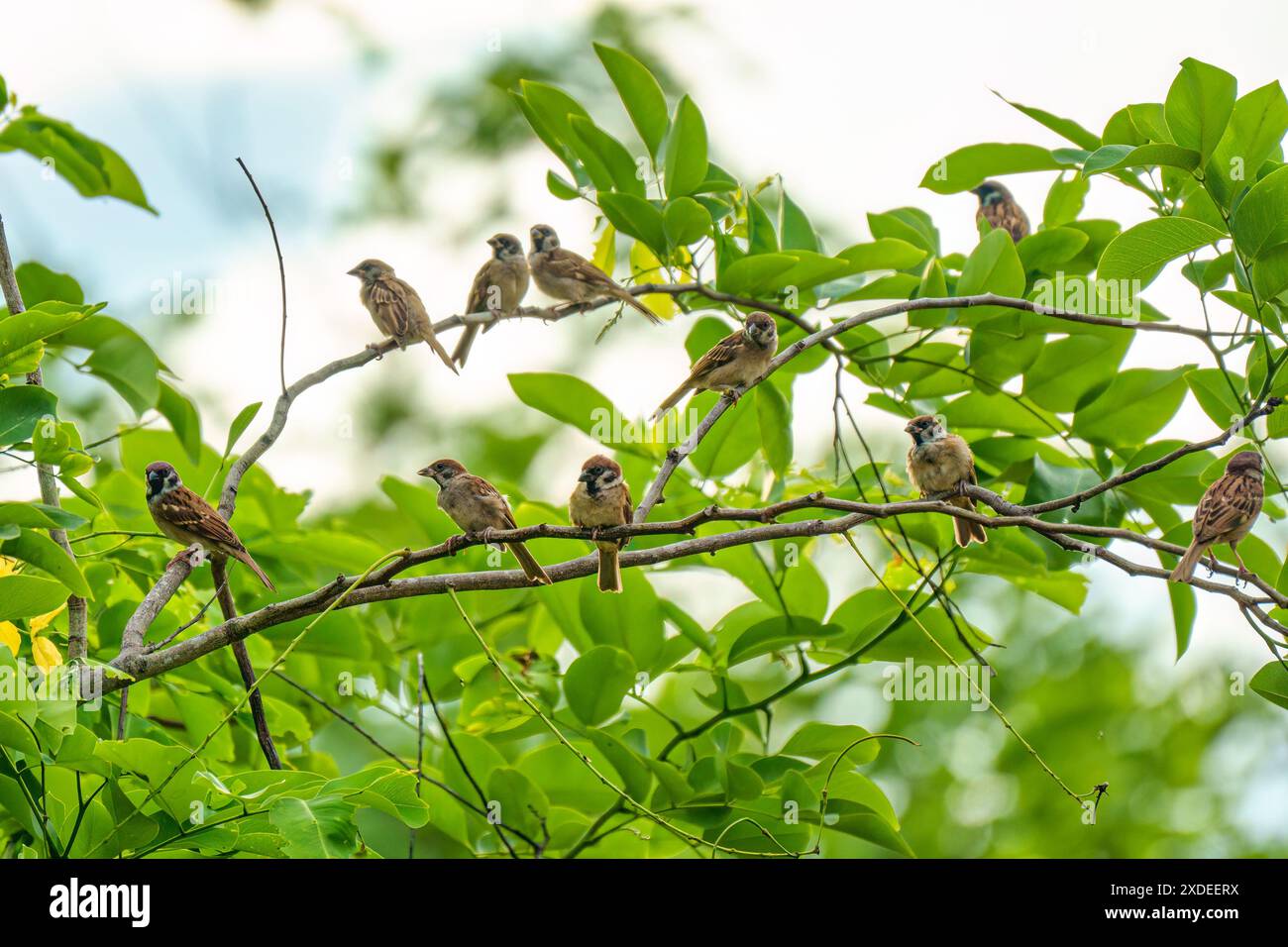 Flock of Tree Sparrow uccello comune sono appollaiati sul ramo dell'albero con foglie verdi nel giardino Foto Stock