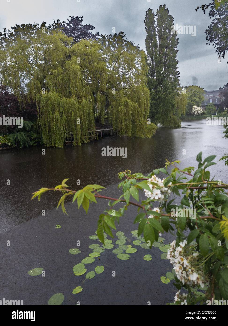 Vista dal ponte che si affaccia sul canale nel centro di Leida, con salici piangenti, ninfee e alberi e nuvole in fiore che si riflettono Foto Stock