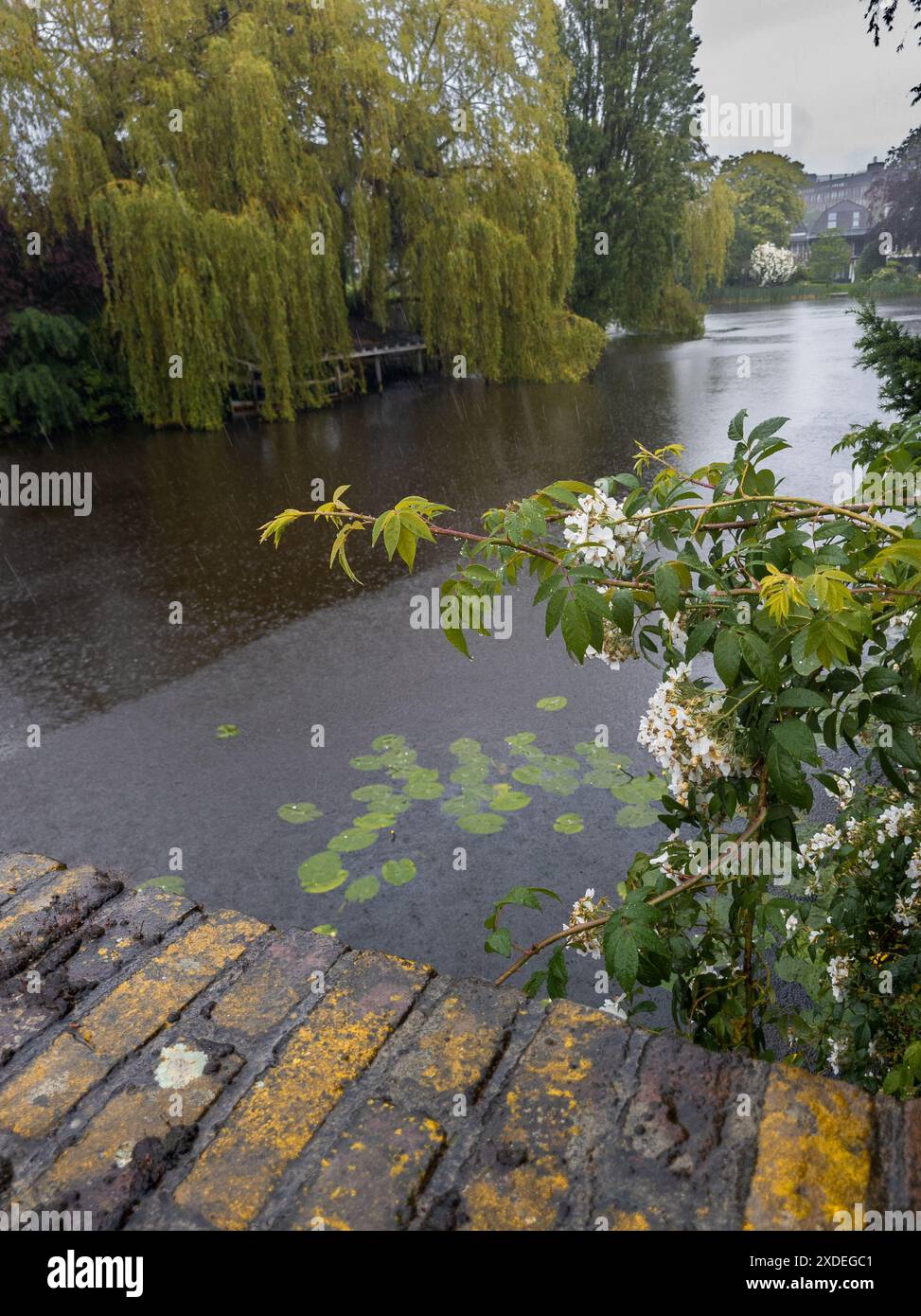 Vista dal ponte che si affaccia sul canale nel centro di Leida, con salici piangenti, ninfee e alberi e nuvole in fiore che si riflettono Foto Stock