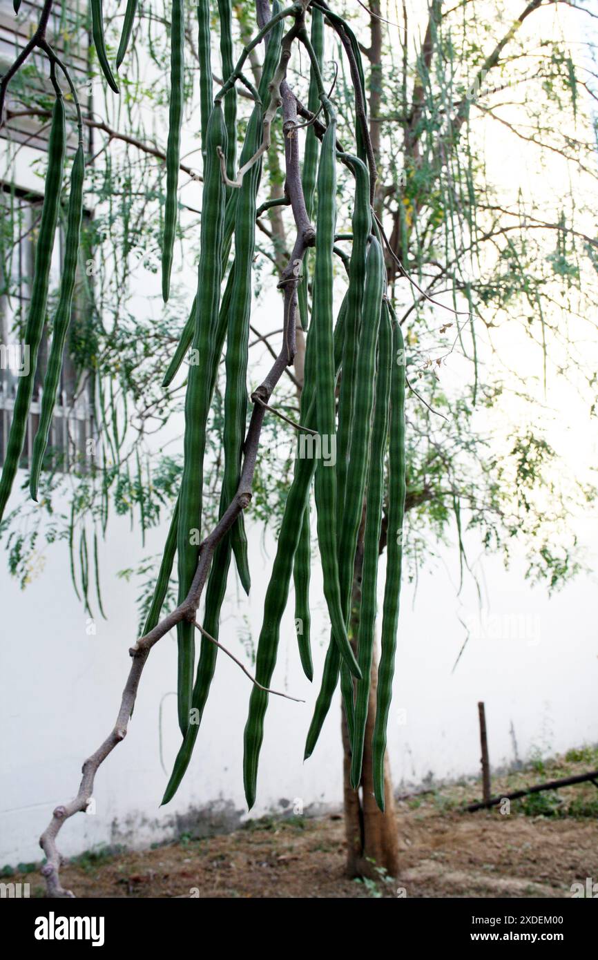 Bacchette immature (Moringa oleifera) sospese da un albero : (Pix Sanjiv Shukla) Foto Stock
