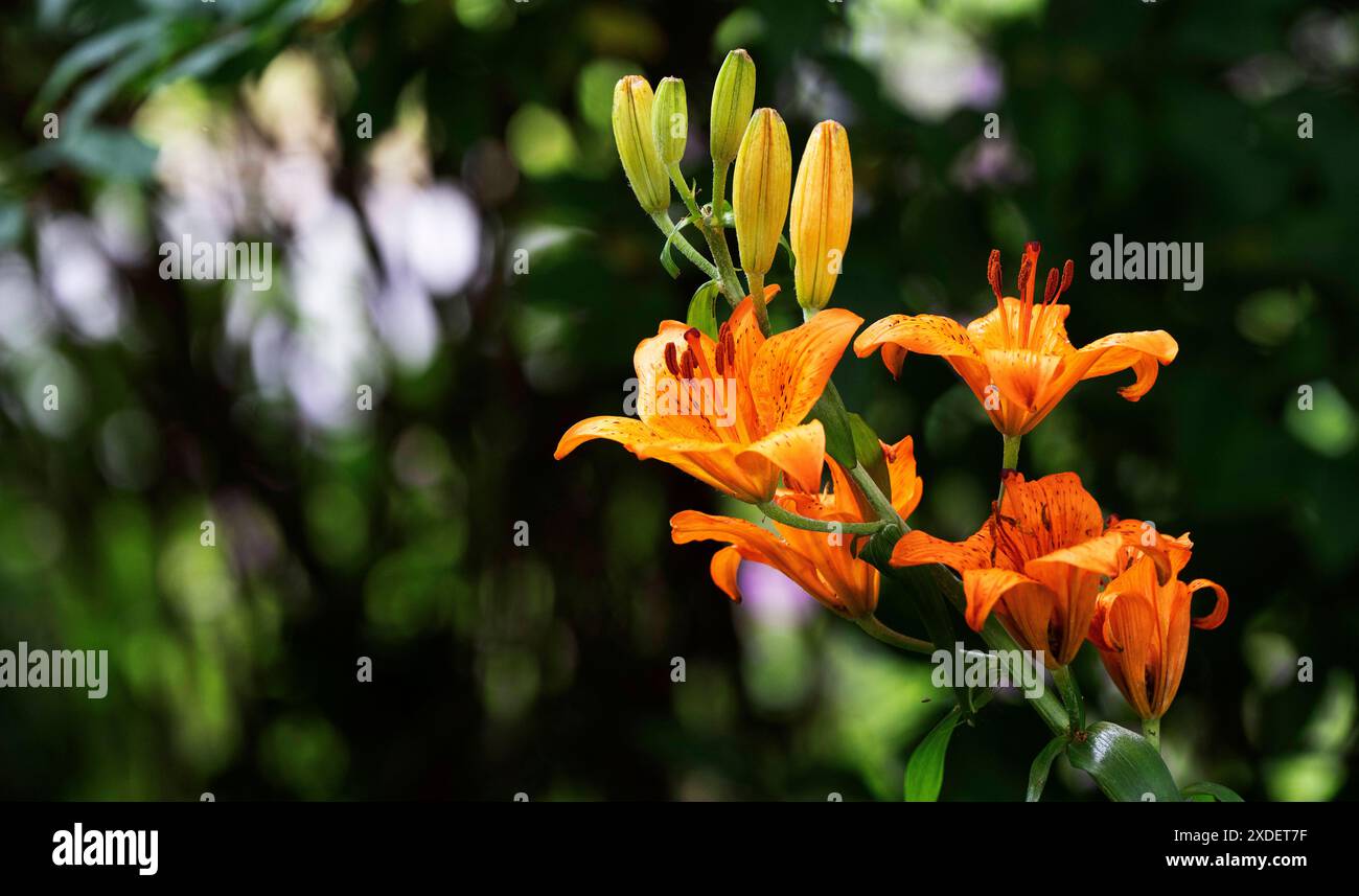 Gartenblume Feuerlilie Lilium bulbiferum die Feuerlilie kommt in der Natur in den Voralpen, in Südtirol, aber auch bis zu den Pyrenäen vor, ganz früher War sie in Deutschland in naturbelassenen Wiesen durchaus häufig zu finden, oft auch in ihrer zweiten Unterart croceum. Die orangeroten Schalenblüten sind mit ihrer Signalfarbe sehr auffällig, daher ist es nicht verwunderlich, dass diese als Gartenpflanze sehr begehrt ist. Moers Deutschland Nordrhein-Westfalen / NRW *** Fiore da giardino Giglio del fuoco Lilium bulbiferum il giglio del fuoco si trova in natura ai piedi delle Alpi, in alto Adige, ma Foto Stock