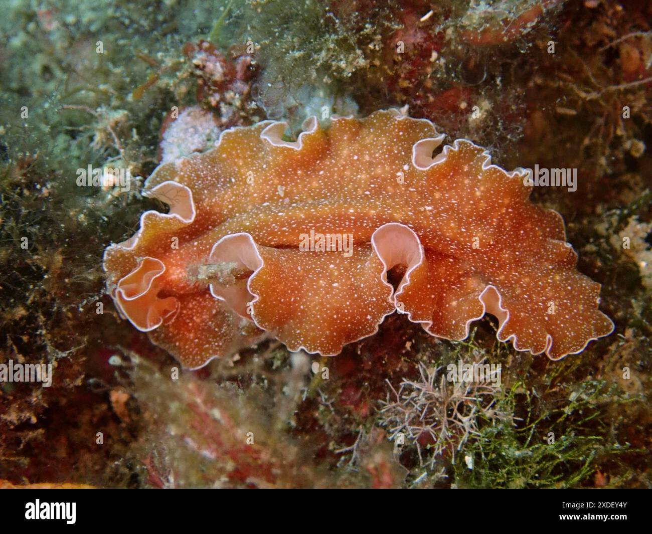 Una creatura marina arancione con bordi ondulati e motivo filigrana, verme piatto dorato (Yungia aurantiaca), scivola sul fondo. Sito di immersione Marine Foto Stock