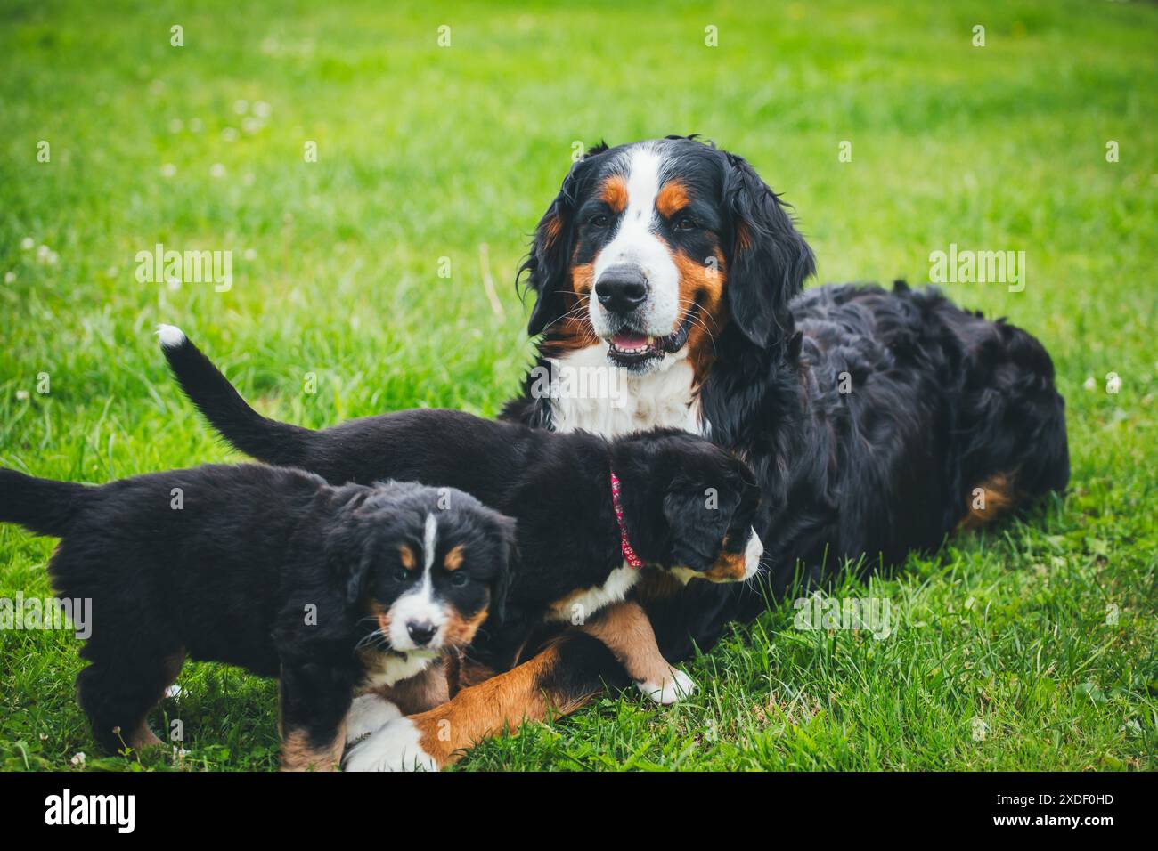 Cuccioli di cane da montagna Bernese con madre Foto Stock