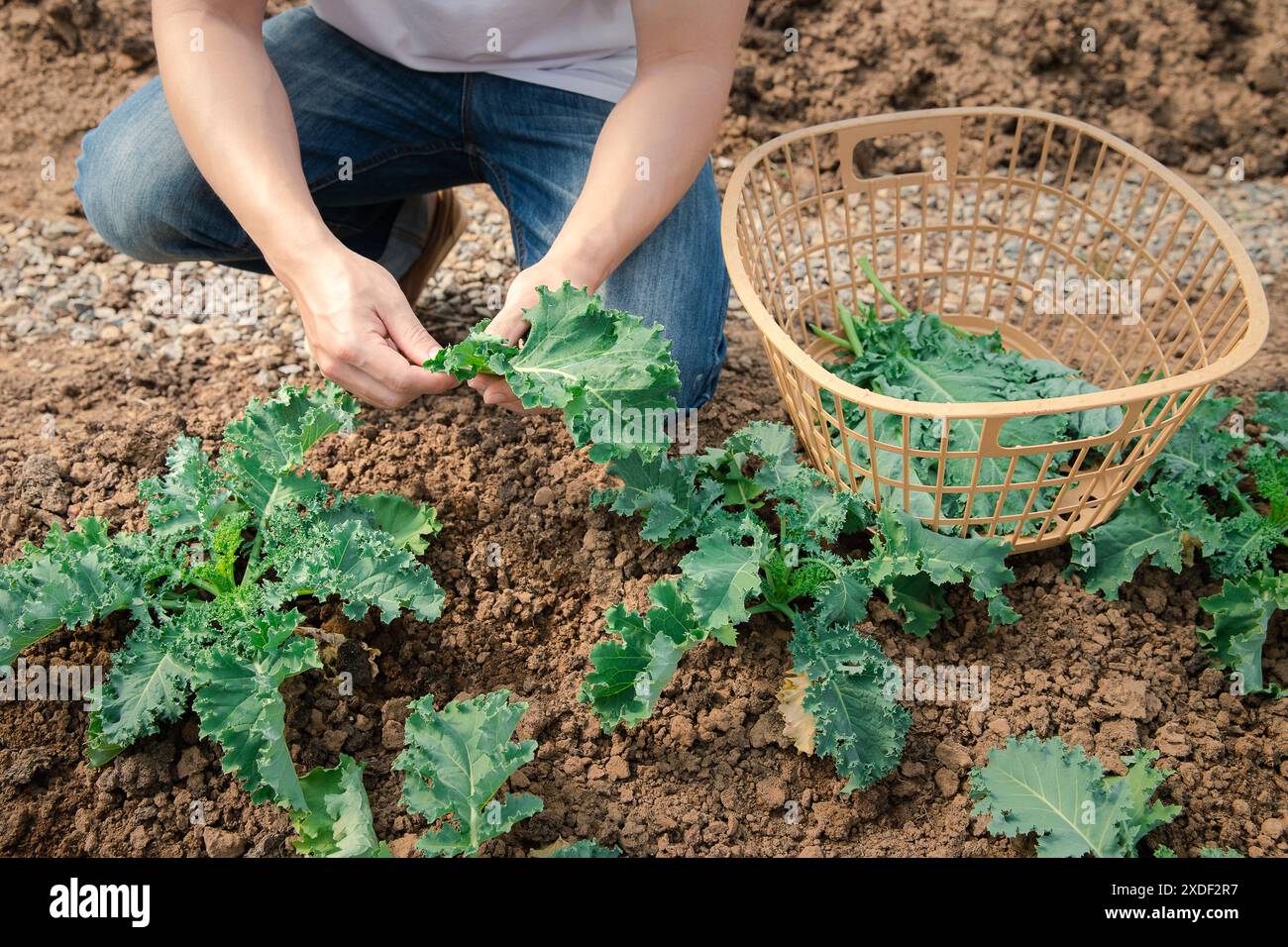 Mani di un uomo che raccoglie un broccoli dalla pianta. Ortaggi biologici in fattoria vivaio. Foto Stock