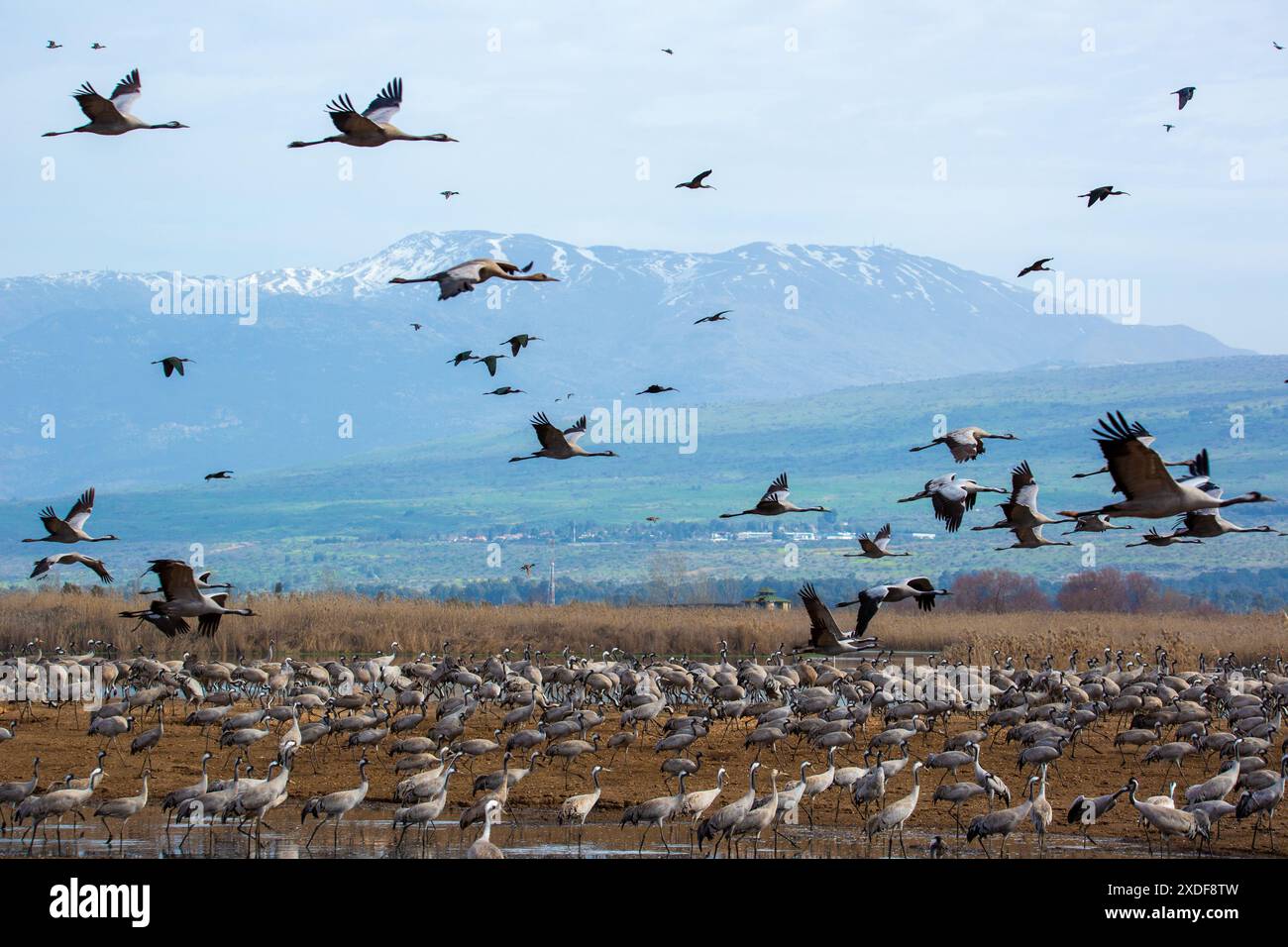 Gru comune (Grus grus) sullo sfondo Monte Hermon Foto Stock