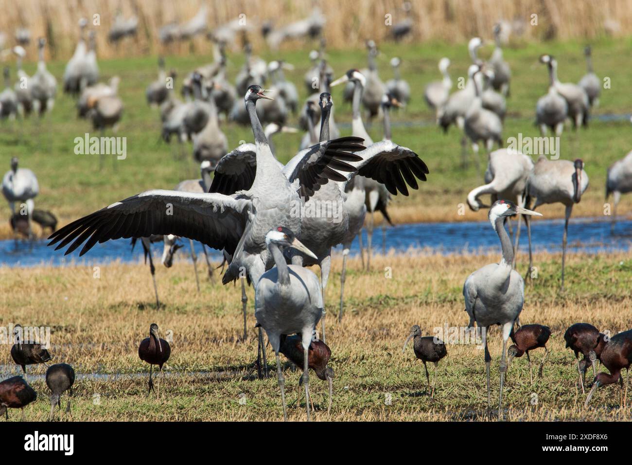 La danza di corteggiamento comune della gru (Grus grus) Foto Stock