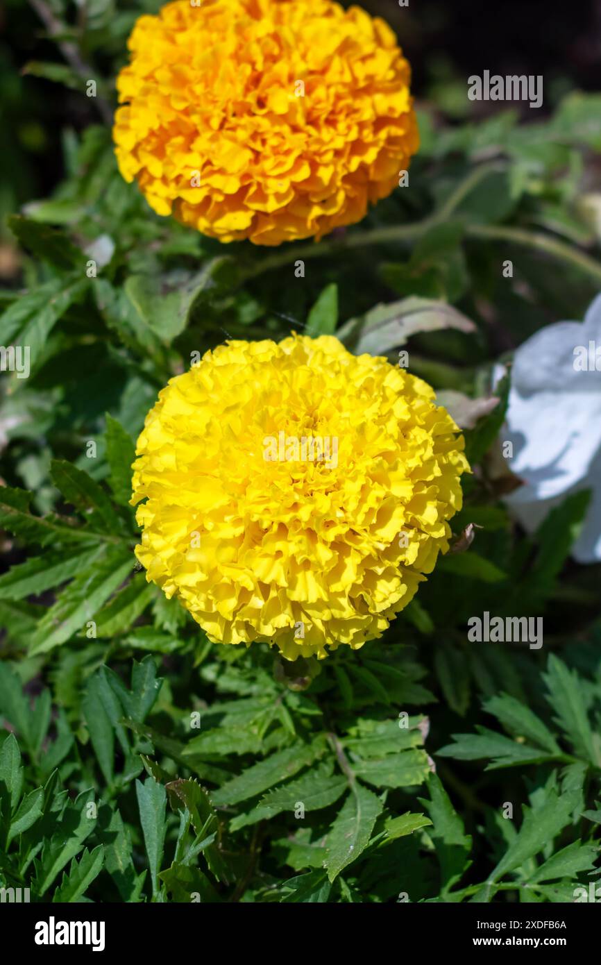 Nel giardino si possono vedere due fiori gialli e un fiore bianco. I fiori sono bellissimi e aggiungono colore al giardino Foto Stock