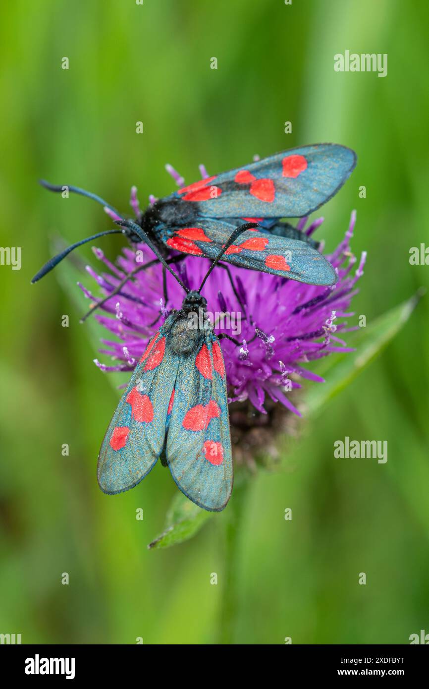 Falene burnet a cinque punti (Zygaena trifolii) su un'erba comune in un prato di fiori selvatici durante giugno, Hampshire, Inghilterra, Regno Unito Foto Stock