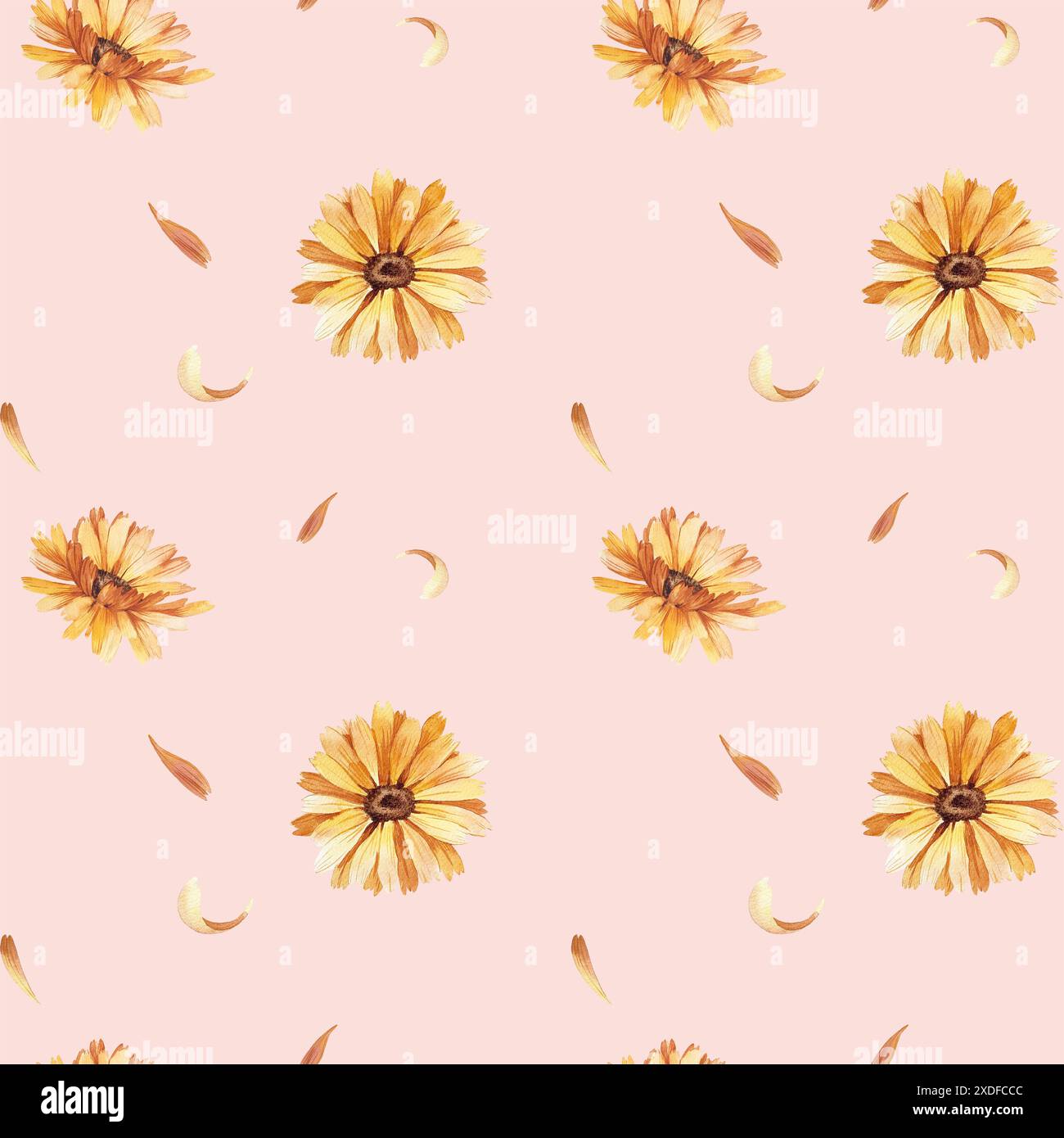 Motivo senza cuciture con fiori e petali di calendula su sfondo rosa. Foto Stock