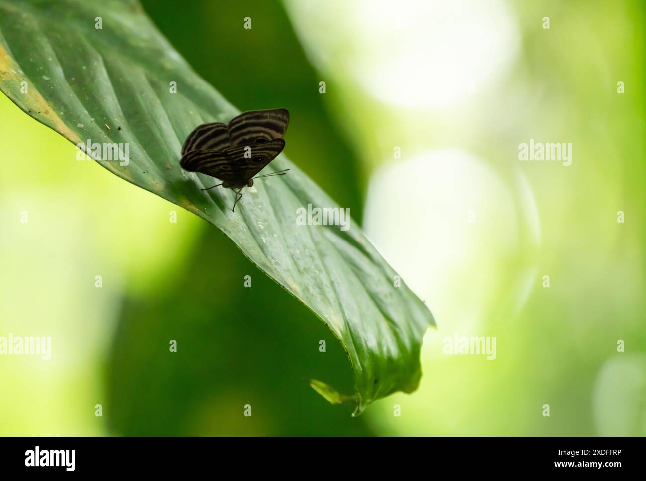Farfalla appoggiata su una foglia verde. Puerto Misahualli, Ecuador Foto Stock