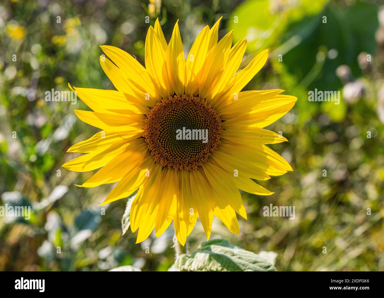 Un girasole giallo brillante, fonte di nettare, cibo per insetti e uccelli. Parte di una fattoria campagna di piantagione di Stewardship. Suffolk, Regno Unito Foto Stock