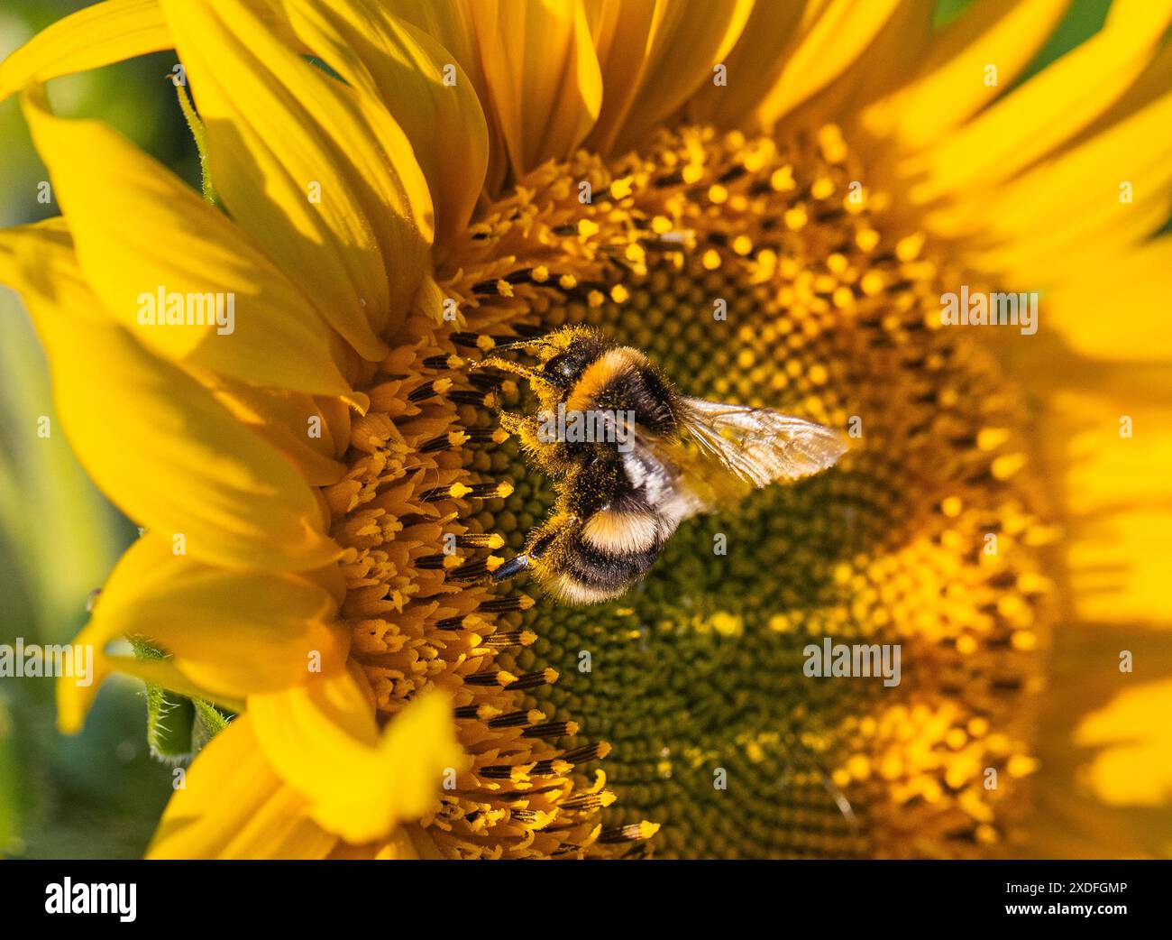 Un girasole giallo brillante, con un Bumble Bee stripey , ricoperto di polline che si nutre. Parte di una fattoria campagna di piantagione di Stewardship. Suffolk, Regno Unito Foto Stock