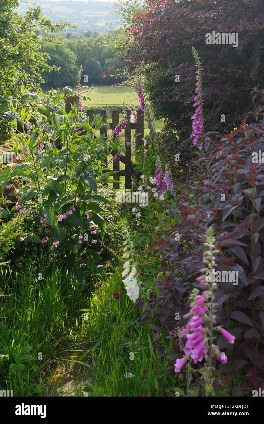 Lussureggiante scenario rurale con cancello da giardino, erba lunga e fiori che conducono in un campo nel Biddulph Staffordshire, Inghilterra. 19 giugno 2024 Foto Stock