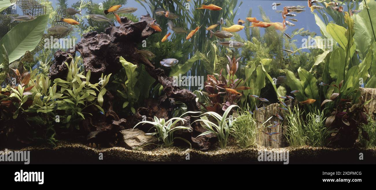 Piante in acquario verde immagini e fotografie stock ad alta ...