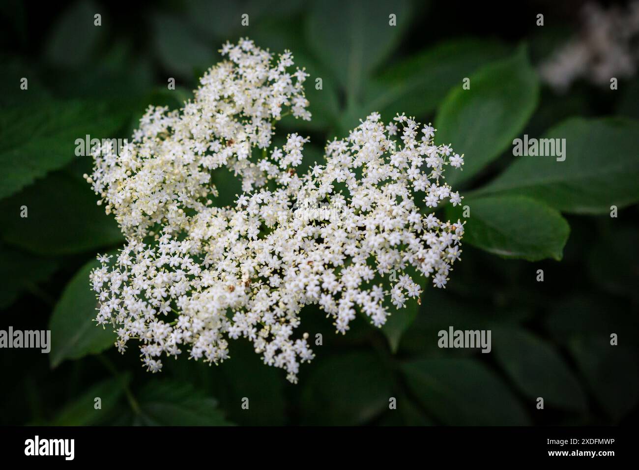 Elderflower of the European Black Elder (Sambucus nigra) Foto Stock