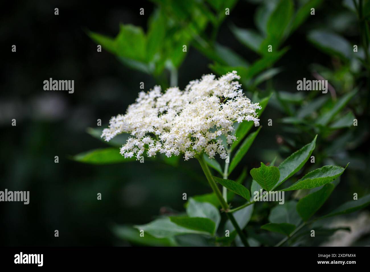 Elderflower of the European Black Elder (Sambucus nigra) Foto Stock