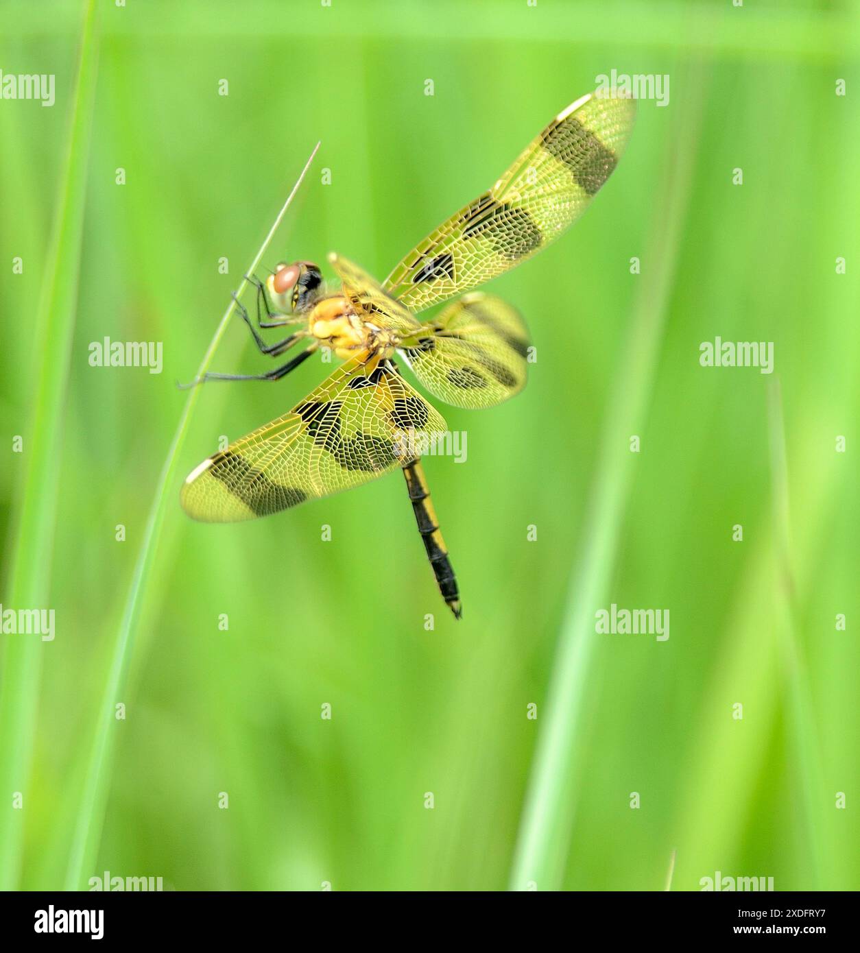 Halloween Pennant Dragonfly (Celithemis eponina) Foto Stock