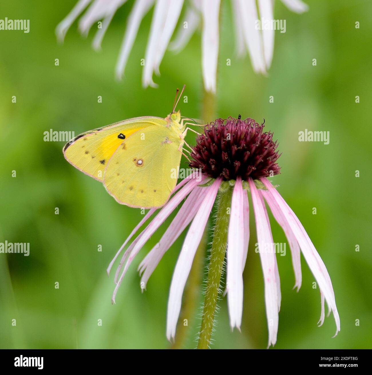 Farfalla di zolfo nuvolosa (Colias philodice) su fiore viola (Echinacea purpurea) Foto Stock