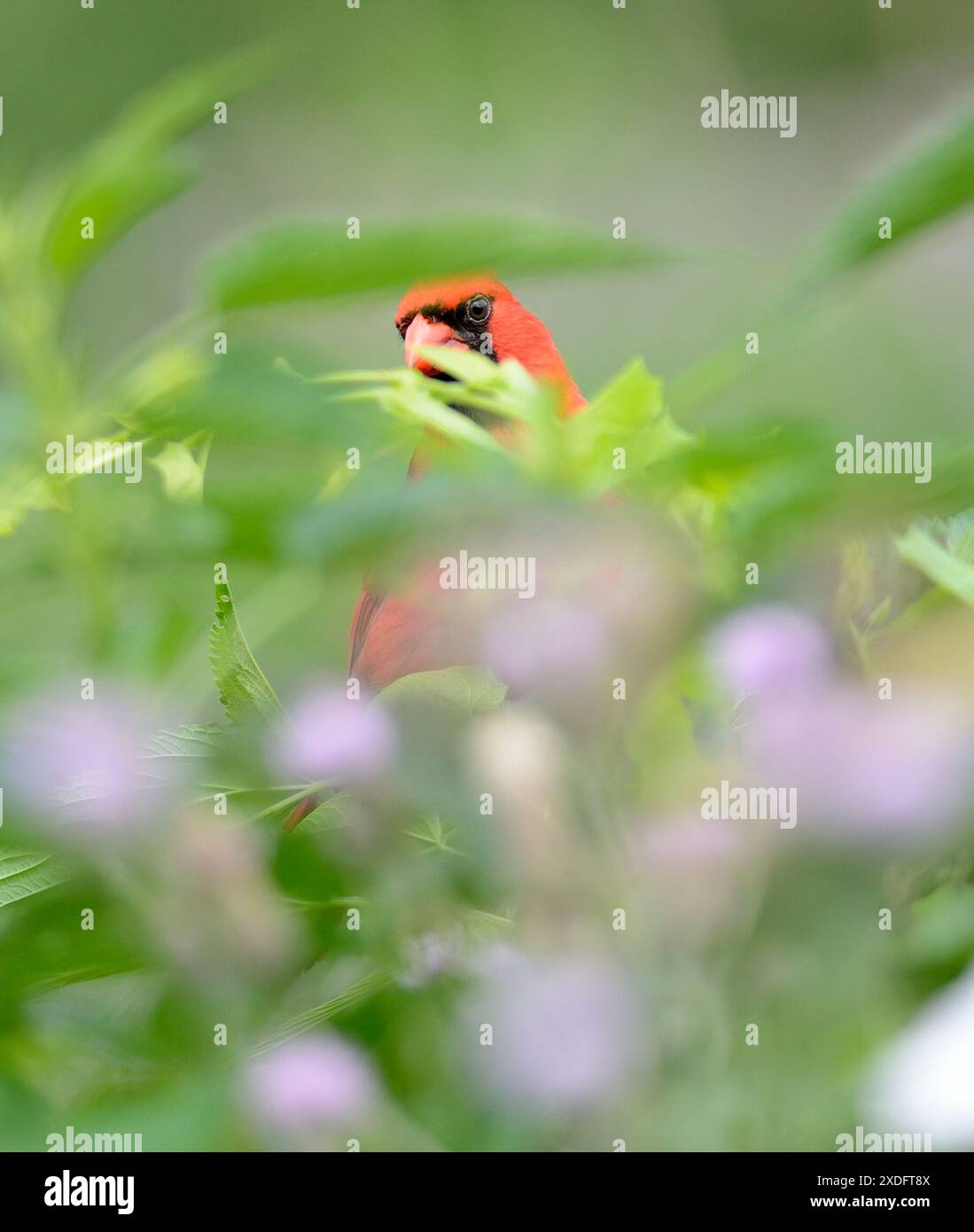 Cardinale del Nord maschile (Cardinalis cardinalis) sbircia attraverso la vegetazione verde Foto Stock
