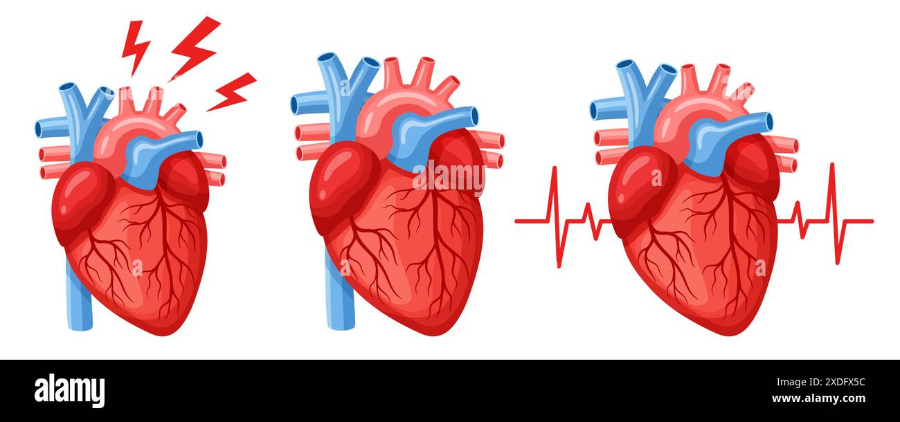 Cuore umano organo interno, anatomia muscolare cardiaca, cuore, medicina cardiologica, battito cardiaco. Malattie cardiovascolari. Sistema sanguigno corporeo. Vettore Illustrazione Vettoriale