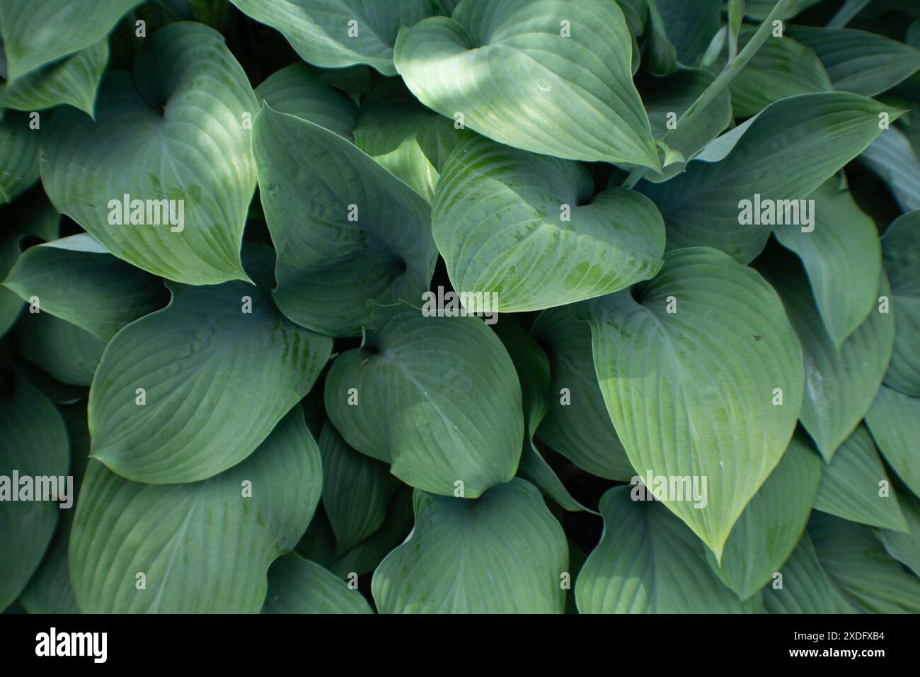 Plantain Lily Foto Stock