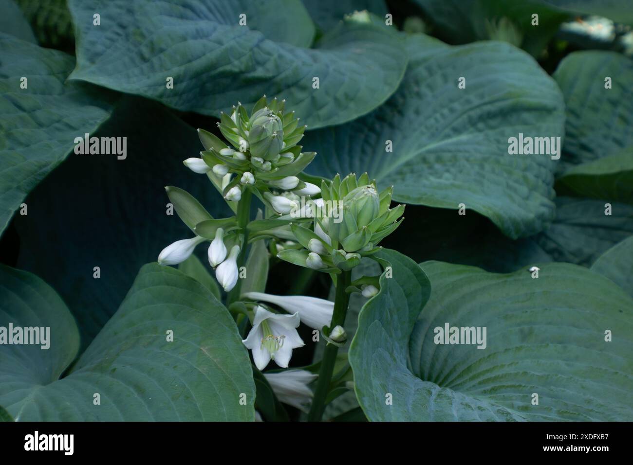 Fioritura del piallino Lily Foto Stock