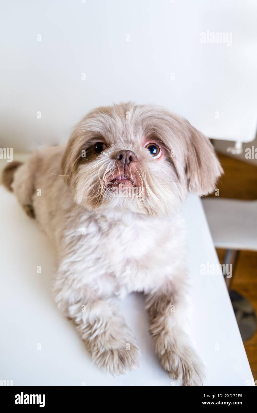 Accattivante Shih Tzu che chiude gli occhi con la fotocamera. Ipnotizzante Shih Tzu che fa il contatto visivo Foto Stock