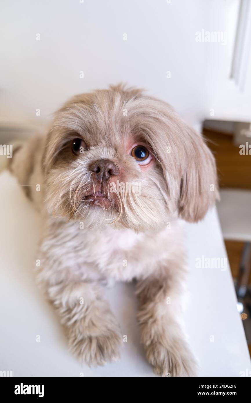 Accattivante Shih Tzu che chiude gli occhi con la fotocamera. Ipnotizzante Shih Tzu che fa il contatto visivo Foto Stock