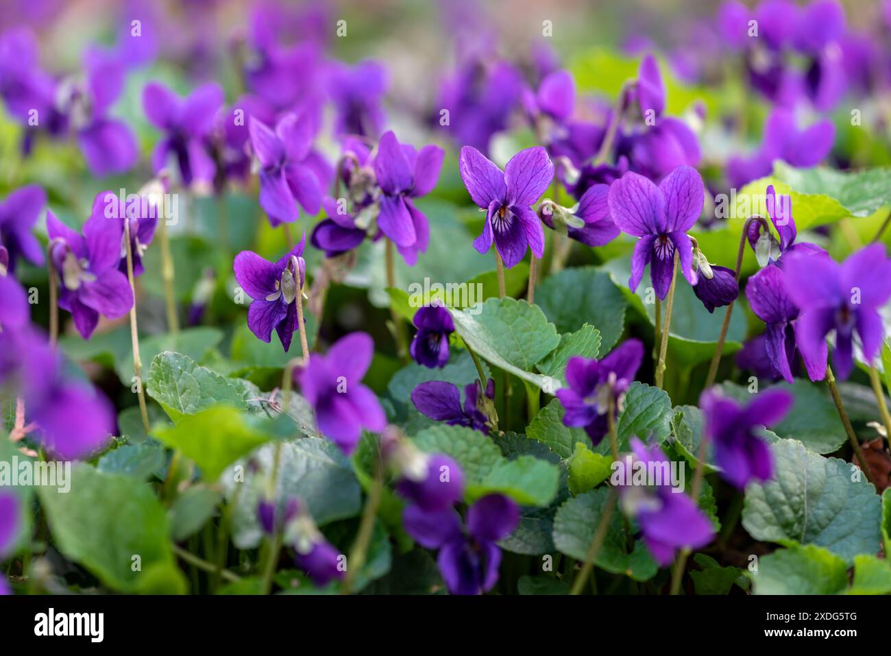 Fiori viola in fiore in primavera sul prato. Messa a fuoco selettiva. Foto Stock