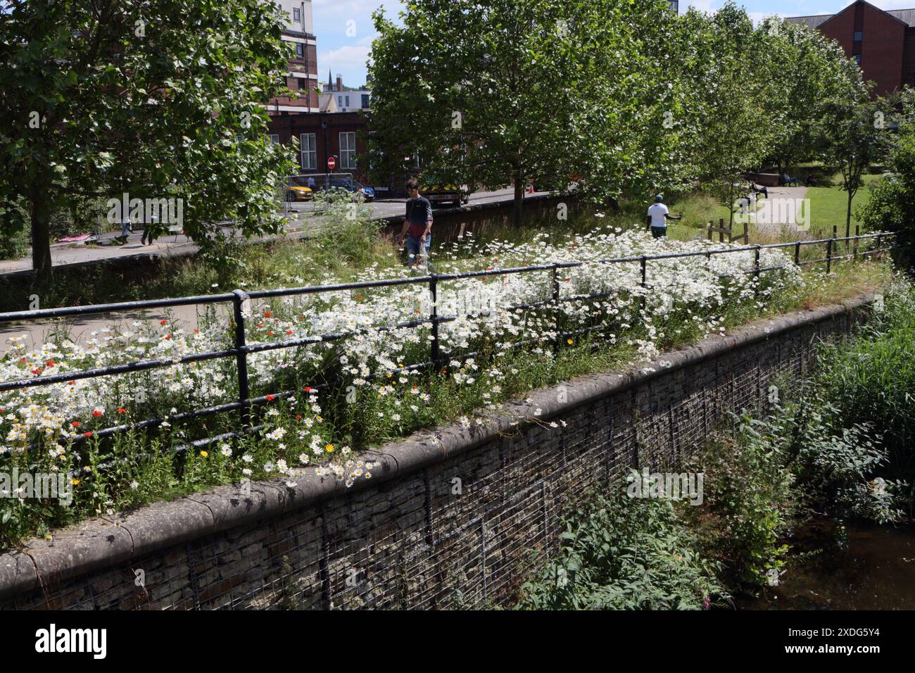 White Oxeye Daisies in fiore, Leucanthemum vulgare River Don Riverbank Nursery St Pocket Park Sheffield Inghilterra Regno Unito fiori selvatici biodiversità urbana Foto Stock