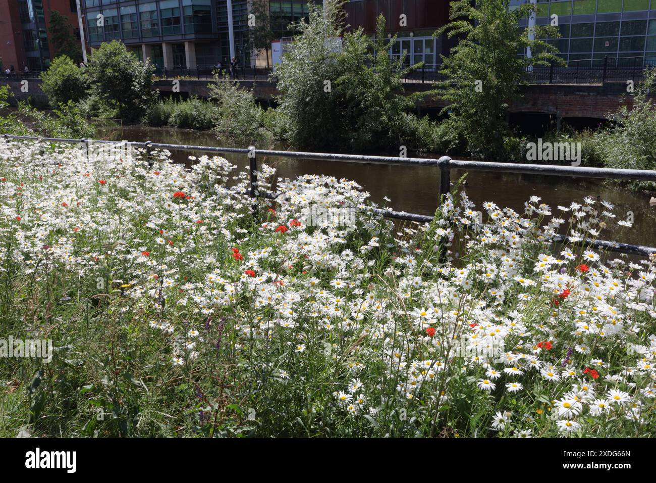 White Oxeye Daisies in fiore, Leucanthemum vulgare River Don Riverbank Nursery St Pocket Park Sheffield Inghilterra Regno Unito fiori selvatici biodiversità urbana Foto Stock